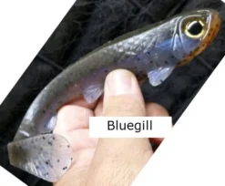 3:16 Lure Company 3:16 Weedless Rising Son Baits