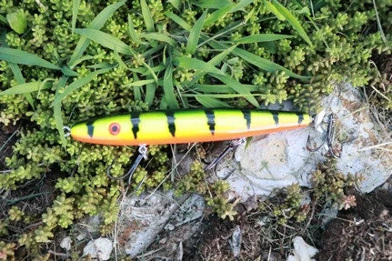 Fishin' World Baits Peacock Top Secret 7" 5 Fishin' World Baits Peacock Top Secret 7"